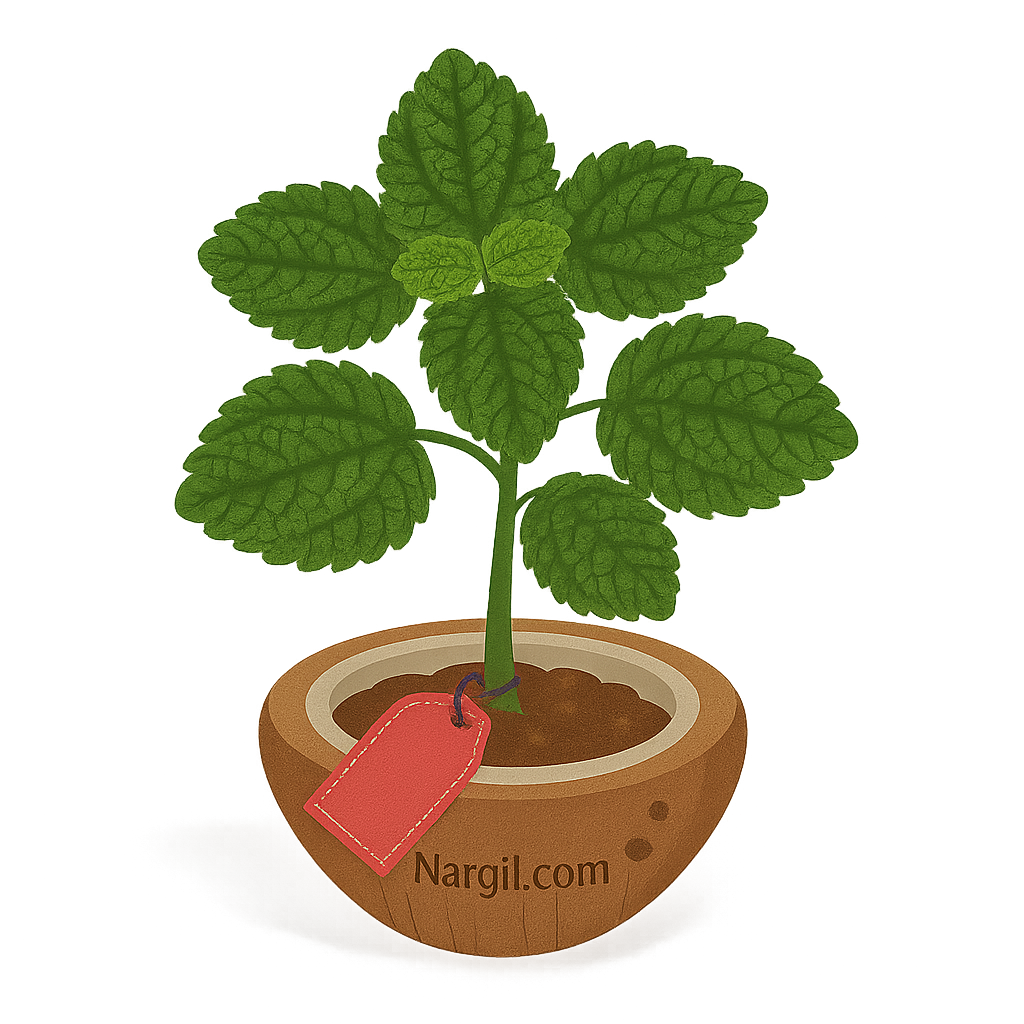  Nargil - friendship plant